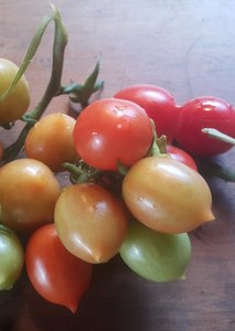 Products: Tomato 'Principe Borghese' - Top Level