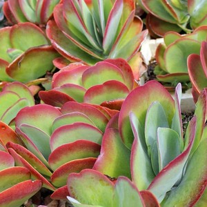 Products: Kalanchoe luciae - Succulent and Cacti