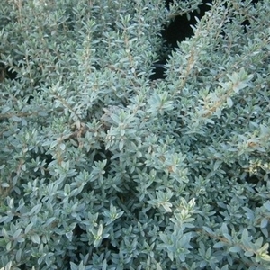 Products: Pimelea prostrata - Blue peter - Groundcovers