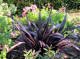 Products: Phormium 'Dark Delight' - Natives