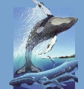 Puzzles: Humpback Whale Puzzle - Southern Skies