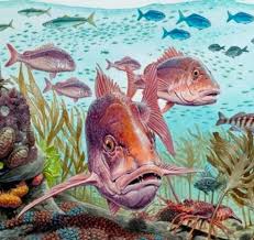 New Zealand Snapper Puzzle - Southern Skies