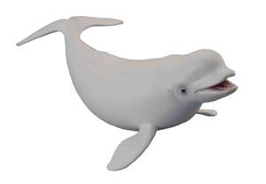 Beluga Whale - Collecta
