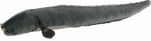 NZ Long Finned Eel - Antics