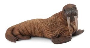Walrus - Collecta