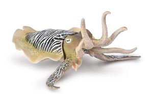 Common Cuttlefish - Collecta