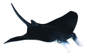 Manta Ray - Collecta