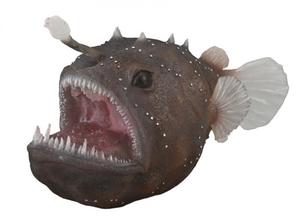 Anglerfish - Collecta
