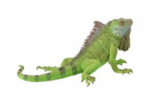 Figures Reptiles: Iguana - Collecta
