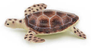 Green Turtle