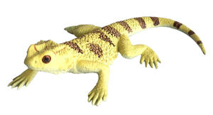 Bearded Dragon - small