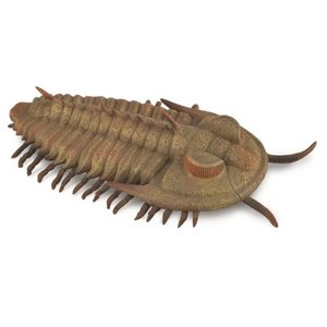 Redlichia Rex Trilobite - Collecta