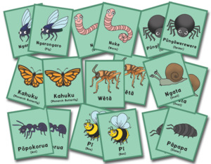 Bugs of Aotearoa Memory Game - Teacher Talk