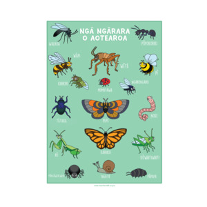 Posters Placemats: Ngā ngārara o Aotearoa (Bugs) A3 Poster - Teacher Talk