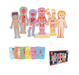 Human Body Magnetic Puzzle - Hape