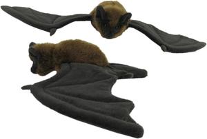 Long Tailed Bat - Antics