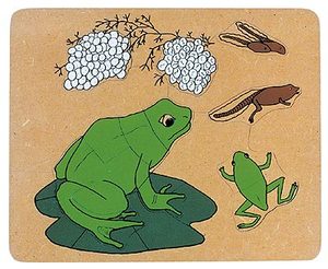 Sequencing: Frog Life Cycle Flat Wood Puzzle
