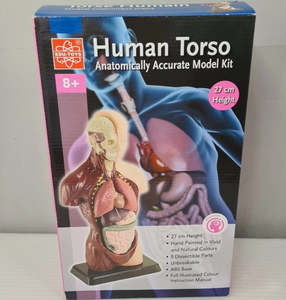 Human Anatomy Model - Edu Toys