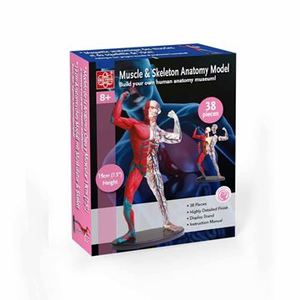 Human Body: Muscle & Skeleton Anatomy Model - Edu-Toys