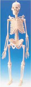 Skeleton with Stand