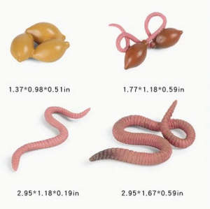 Life Cycle: Life Cycle - Worm