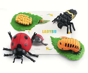 Life Cycle: Life Cycle - Ladybird