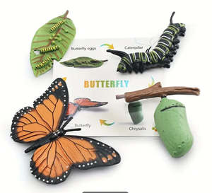 Life Cycle: Life Cycle - Butterfly