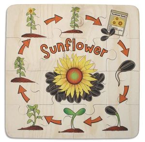 Life Cycle: Sunflower Life Cycle 16pc puzzle - Kiwi Made Toys