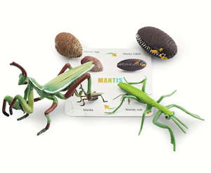 Life Cycle: Life Cycle - Mantis