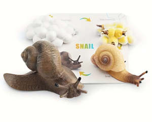 Life Cycle: Life Cycle - Snail