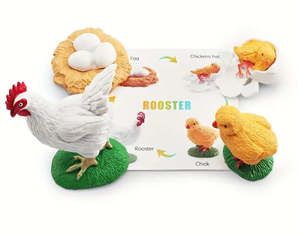 Life Cycle: Life Cycle - Chicken