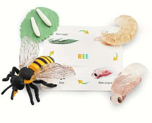 Life Cycle: Life Cycle - Bee