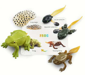 Life Cycle: Life Cycle - Frog