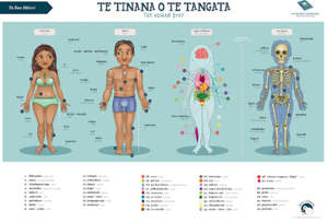 The Human Body Te Reo Māori Poster A2 - Kuwi & Friends