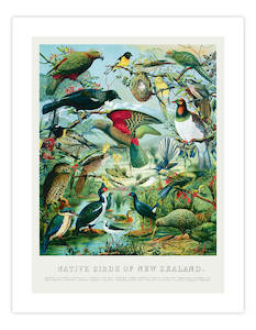 Christmas Gift Guide Wall Art Prints For Men: Native Birds of New Zealand