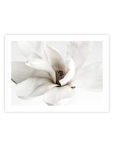 Floral Art Prints: White Magnolia