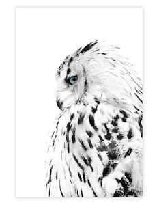 Winter Wonder: Winter Owl