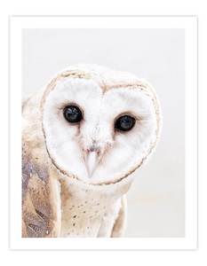 Winter Wonder: The Owl