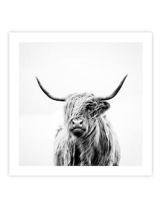 Winter Wonder: Portrait of a Highland Cow