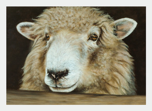 New Zealand Artists Wholesale: FAMG09 Sheep (Pack of 6)