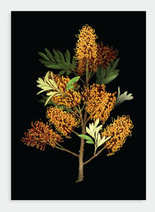 Flora Lynn Hurst Wholesale: LH33 Grevillea on Black (Pack of 6)