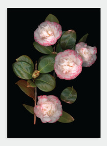 Flora Lynn Hurst Wholesale: LH31 Pink Camelia on Black (Pack of 6)