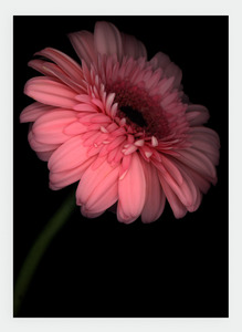 Flora Lynn Hurst Wholesale: LH25 Daisy | Lynn Hurst (Pack of 6)