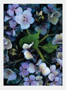LH22 Hydrangea (Pack of 6)