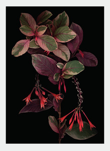 Flora Lynn Hurst Wholesale: LH21 Red (Pack of 6)