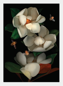 LH20 Magnolia (Pack of 6)