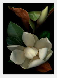 LH19 Magnolia (Pack of 6)