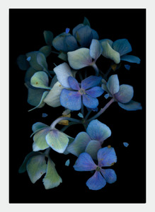 Flora Lynn Hurst Wholesale: LH18 Dark Blue Hydrangea (Pack of 6)