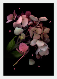 Flora Lynn Hurst Wholesale: LH16 Pink Hydrangea (Pack of 6)