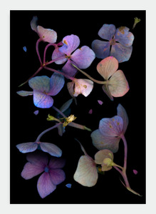 LH13 Purple Hydrangea (Pack of 6)